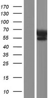 IGF2BP2 Human Over-expression Lysate