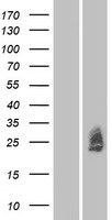 MXRA7 Human Over-expression Lysate