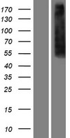 Mu Opioid Receptor (OPRM1) Human Over-expression Lysate