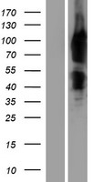 ENAH Human Over-expression Lysate