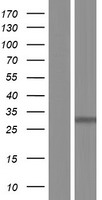 PHOSPHO2 Human Over-expression Lysate