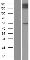 SLC41A3 Human Over-expression Lysate