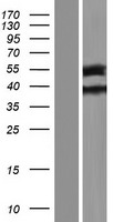 TTLL9 Human Over-expression Lysate