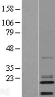 C14orf180 Human Over-expression Lysate