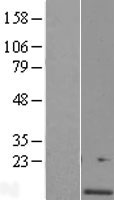 C4orf46 Human Over-expression Lysate