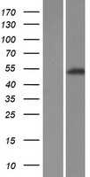 TRIM72 Human Over-expression Lysate