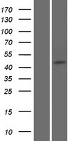 FAM154B (SAXO2) Human Over-expression Lysate