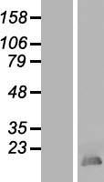 HMGB4 Human Over-expression Lysate