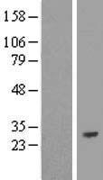 RBPMS Human Over-expression Lysate