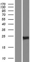 RBPMS Human Over-expression Lysate