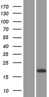 CST9 Human Over-expression Lysate