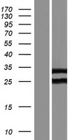 ROPN1B Human Over-expression Lysate