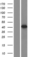 67kDa Laminin Receptor (RPSA) Human Over-expression Lysate
