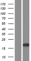 BIRC5 Human Over-expression Lysate