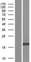 BIRC5 Human Over-expression Lysate