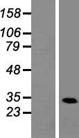 Heterogeneous Nuclear Ribonucleoprotein (A1 like) (HNRNPA1L2)Human Over-expression Lysate