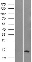 NMS Human Over-expression Lysate
