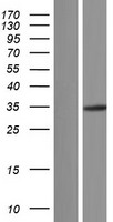 HGF Human Over-expression Lysate