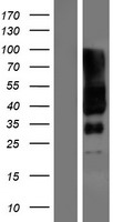 SLC6A17 Human Over-expression Lysate