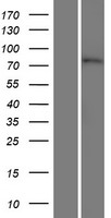 RAD26L (ERCC6L2) Human Over-expression Lysate