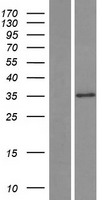 SLC25A30 Human Over-expression Lysate