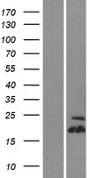 TSPO2 Human Over-expression Lysate