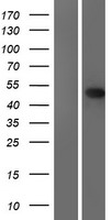 EME2 Human Over-expression Lysate