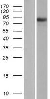 PIK3R6 Human Over-expression Lysate