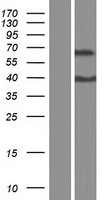 ZNF648 Human Over-expression Lysate