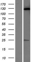 DNAAF9 Human Over-expression Lysate