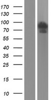 FAM13A Human Over-expression Lysate