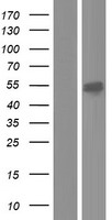 CKMT1A Human Over-expression Lysate