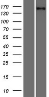 RLTPR (CARMIL2) Human Over-expression Lysate