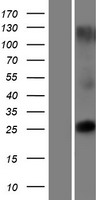 TMEM225 Human Over-expression Lysate