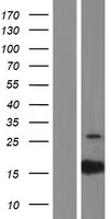 PTRHD1 Human Over-expression Lysate