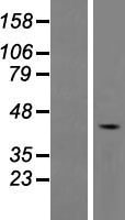 FAM53A Human Over-expression Lysate