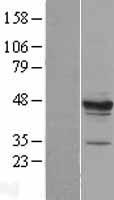 MPST Human Over-expression Lysate