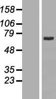 FXR1 Human Over-expression Lysate