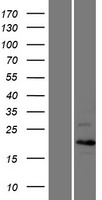 Cyclin C (CCNC) Human Over-expression Lysate