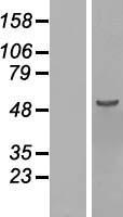 C16orf88 (KNOP1) Human Over-expression Lysate