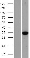 HS3ST6 Human Over-expression Lysate