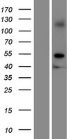 GRAMD2A Human Over-expression Lysate