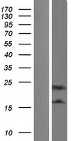 IL32 Human Over-expression Lysate