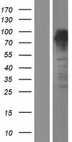 FOXP4 Human Over-expression Lysate