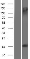 MS4A13 Human Over-expression Lysate