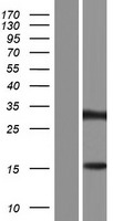 ZNF483 Human Over-expression Lysate