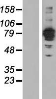 FSD2 Human Over-expression Lysate