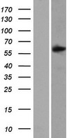 SAMD3 Human Over-expression Lysate