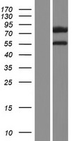 DCAF8L1 Human Over-expression Lysate