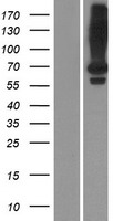 LRIT2 Human Over-expression Lysate